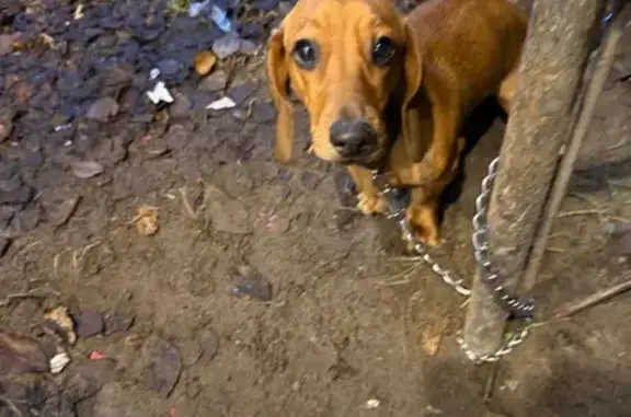 Найдена собака, Мончегорск, фото: Такса найдена у пр. Металлургов, 45 к2