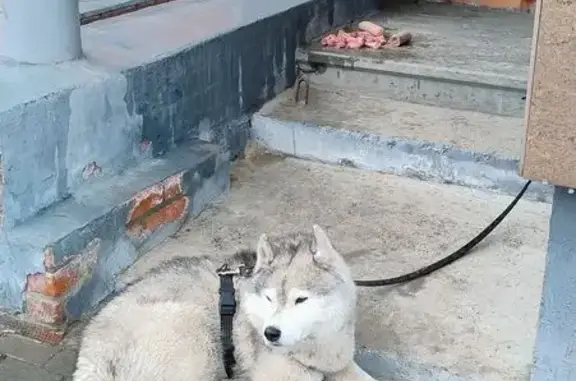 Найдена собака, Томск, фото: Хаски найдена у подъезда, Степана Разина 14