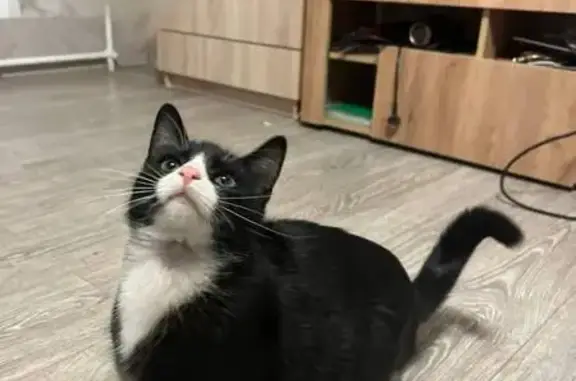 Пропала кошка Туча, пр. Гагарина 121/2