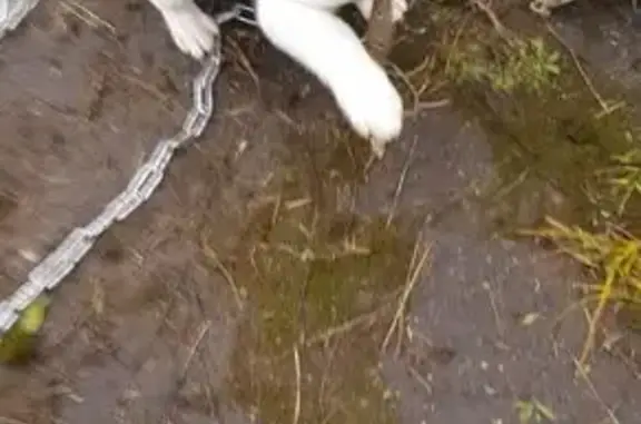 Собаки потеряшки, Москва, фото: Потеряшка собака, МКАД 71 км, Москва