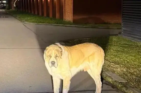 Найдена собака, Московская область, фото: Собака найдена в Пушкино, МО