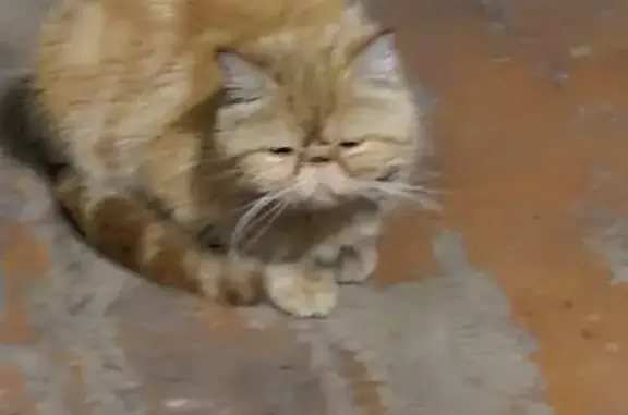 Найдена кошка, Жердевка, фото: Кошка найдена: пл. Ленина, Жердевка