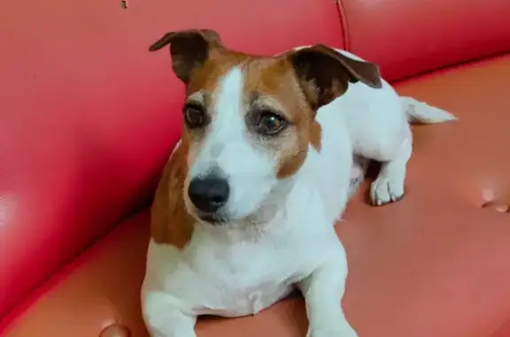 Собаки потеряшки, Краснодарский край, фото: Потеряшка собака, Дзеберкой, Краснодарский край