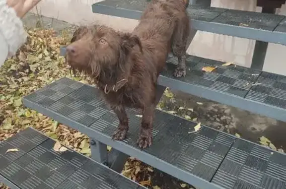 Собака найдена у Драм театра, Кирова 130