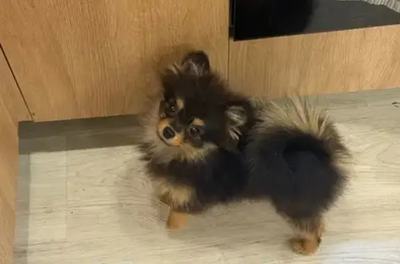 Собаки потеряшки, Смоленск, фото: Потеряшка собака, ул. Николаева, 69Б