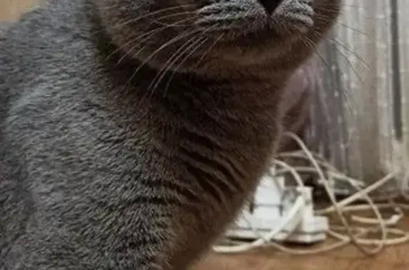 Пропала кошка, Московская ул, 21, Орёл