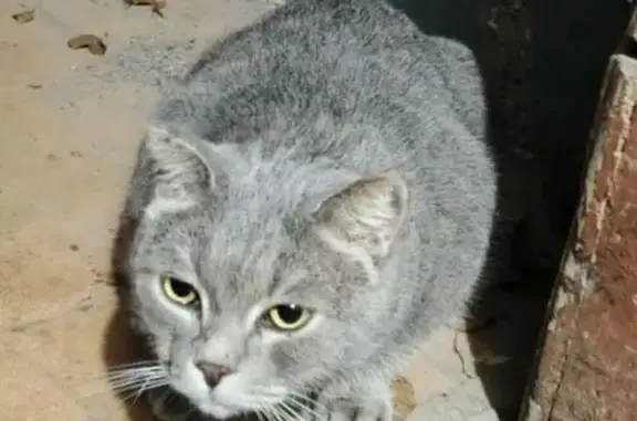 Найдена кошка, Рязань, фото: Кошка найдена: Октябрьская ул., 20, Рязань