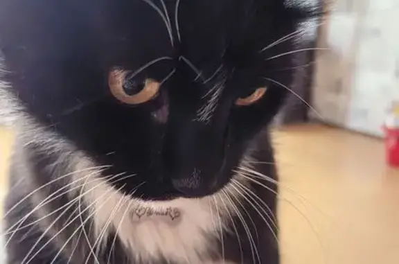 Кошки потеряшки, Самара, фото: Потеряшка кот Филя, ул. Владимирская, 37