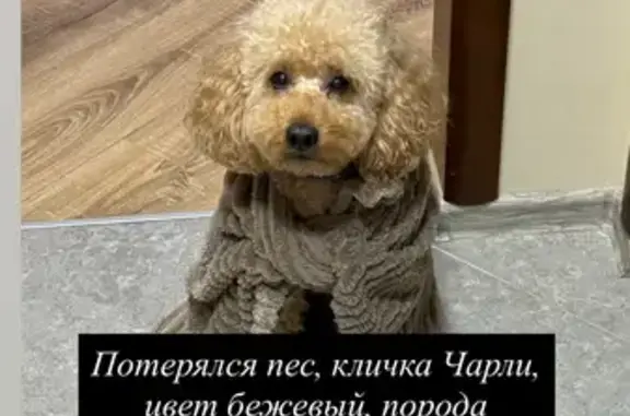 Собаки потеряшки, Барнаул, фото: Потеряшка собака, ул. Юрина 208, Барнаул