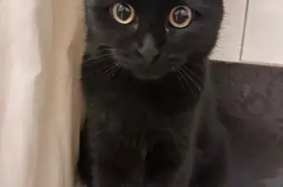 Кошки потеряшки, Видное, фото: Потеряшка кошка, Советская ул. 12, Видное