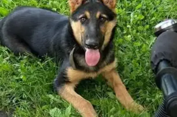 Собаки потеряшки, Курская область, фото: Потеряшка немецкая овчарка, Пригородненский