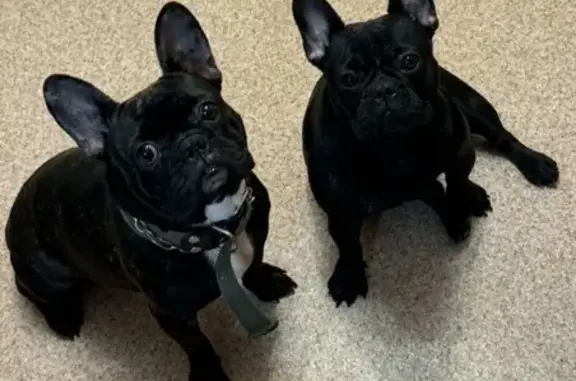 Пропали 2 собаки, Братский проезд, 60