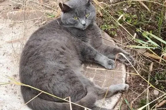 Кошка найдена: ул. Луначарского, 22, Тверь
