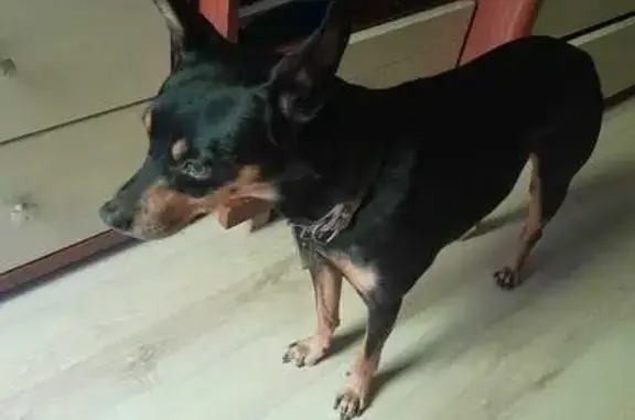 Собака найдена: ул. Добровольского 21, РнД