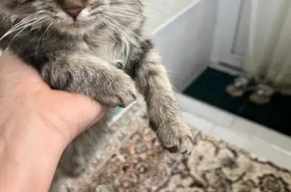 Найденные животные Ставрополь, фото: Котенок найден: Архангельская 1/2, Ставрополь