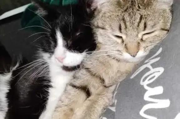 Пропала кошка Даша, Боровая 10, Кострома