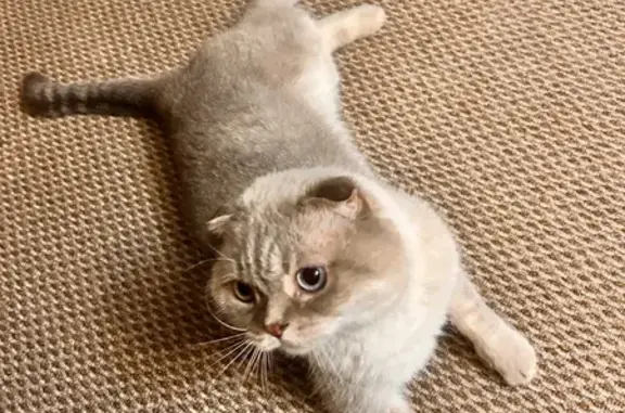 Пропала кошка, Быково, МО