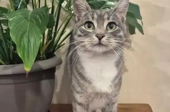 Пропала кошка, ул. Соколова 6, Сочи