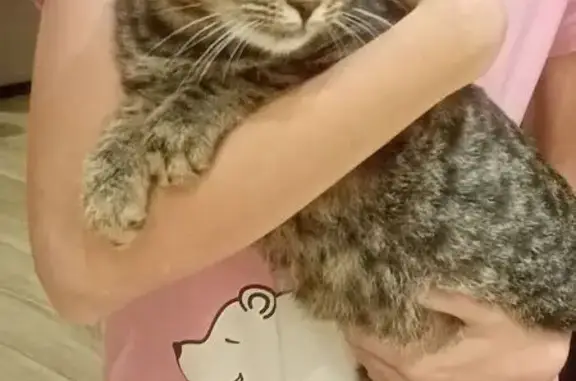 Найдена кошка, Самара, фото: Кот-подросток найден на ул. Утевской, Самара