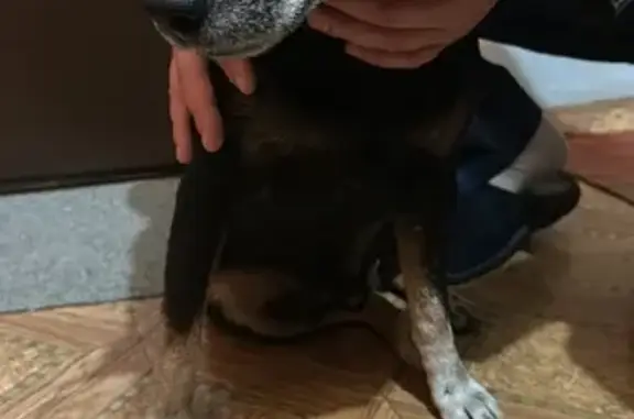 Найдена собака, Кострома, фото: Собака найдена: ул. Индустриальная 23