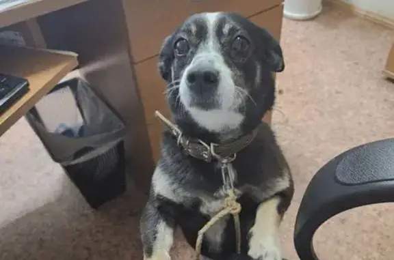 Объявления о пропавших и найденных животных, Урай, фото: Собака найдена: 3-й проезд, 9, Урай