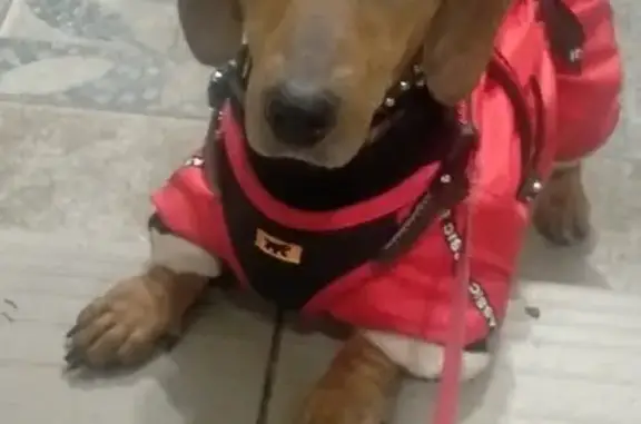 Найдена такса в лесу, МО