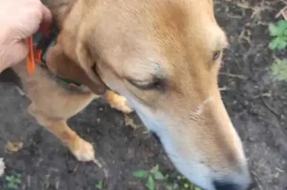 Найдена собака, Воронежская область, фото: Найдена собака на трассе Усмань-Рыкань