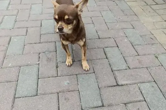 Найдена собака, Старочеркасская, фото: Собака найдена: Береговая 16, Старочеркасск