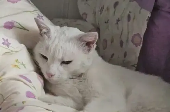 Найдена кошка, Ростов-на-Дону, фото: Кошка найдена: Извилистая 13/2, Ростов-на-Дону