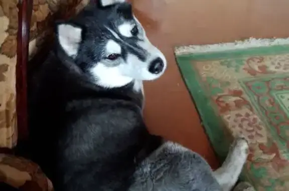 Найдена собака, Саратов, фото: Найдена хаски, Международная ул., 2, Саратов