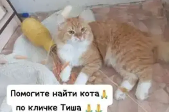 Пропала кошка, ул. Заславского 14, Серов