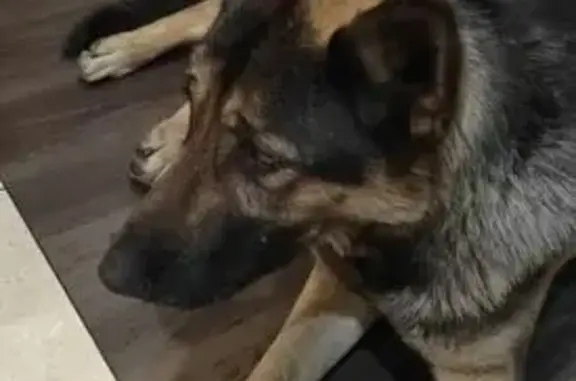 Найдена собака, Чита, фото: Собака найдена: ул. Анохина, 81, Чита