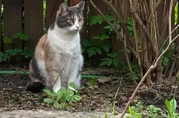 Пропала кошка у Полевая 43/12, Королёв