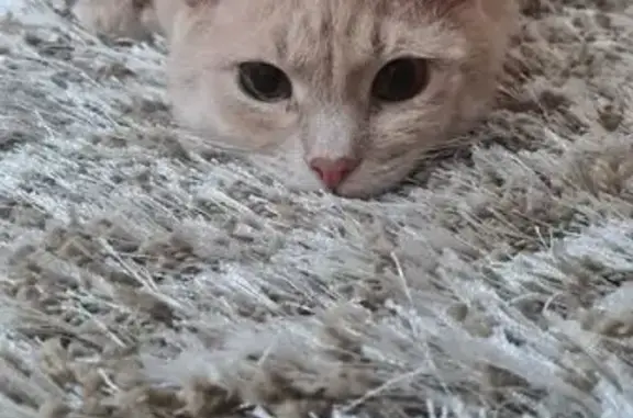 Кошки потеряшки, Иваново, фото: Потеряшка кошка, ул. Гагарина 11, Иваново