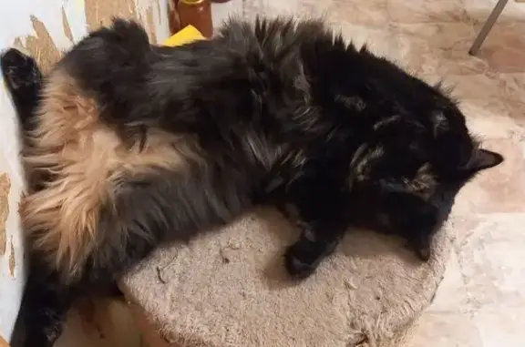 Кошки потеряшки, Иваново, фото: Потеряшка кошка, ул. Киселёвых, Иваново