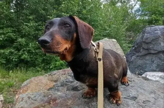 Пропала собака в Баймаке, Челябинская обл.