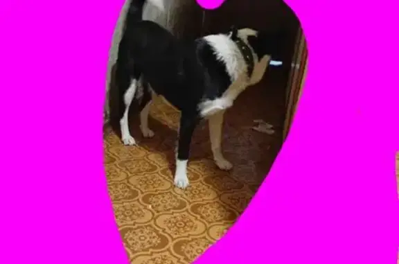 Собака найдена на Елецкой трассе, Липецк