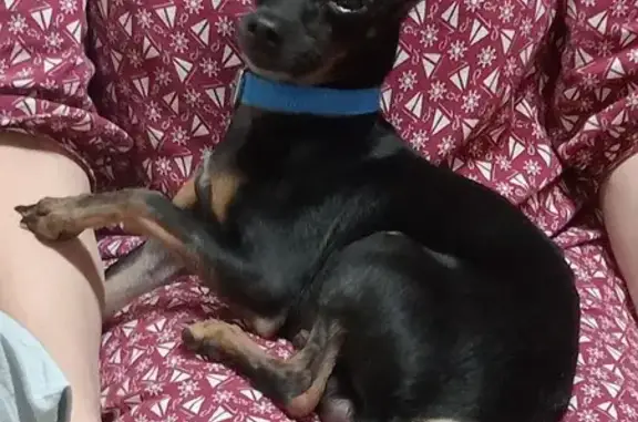 Найдена собака, городской округ Новочеркасск, фото: Собака найдена: ул. Чехова, Новочеркасск