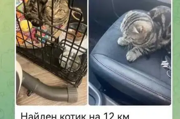 Найдена кошка, Краснодарский край, фото: Кошка найдена: Ростовское шоссе, Краснодар