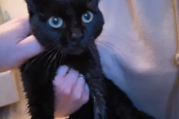 Найдена кошка, Красноярск, фото: Найдена кошка, ул. Тельмана 43, Красноярск