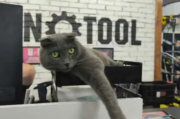 Кошки потеряшки, Комсомольск-на-Амуре, фото: Потеряшка кошка, Вокзальная 34/3, Комсомольск