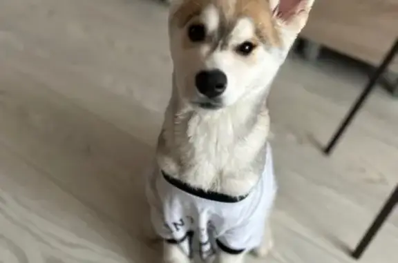 Пропала собака, Ишимбай, Башкортостан