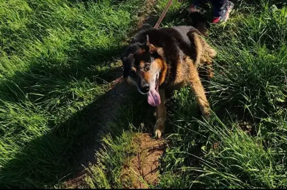 Собаки потеряшки, , фото: Потеряшка собака в Кирове, Кировская обл.