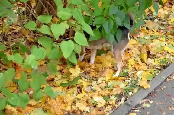 Найдена собака, Калининград, фото: Собака найдена на ул. Каштановая Аллея, 94