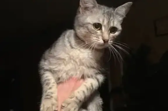 Найдена кошка, Кировск, фото: Кошка найдена, ул. Маяковского 26, Кировск