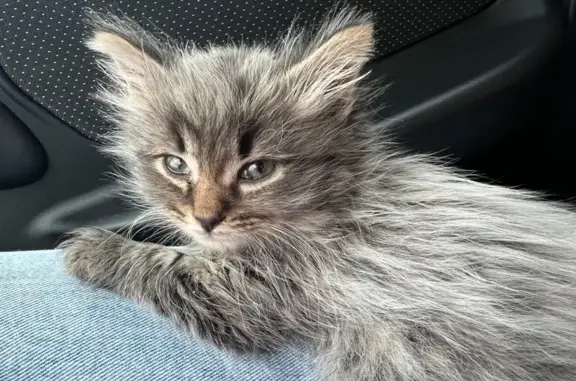 Пропала кошка, ул. Быковского, Воскресенск