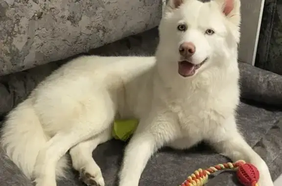 Собаки потеряшки, Краснодар, фото: Потеряшка хаски, ул. Циолковского, Краснодар