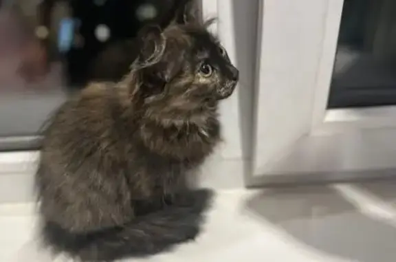 Найдена кошка, Ростовская область, фото: Кошка найдена в Батайске, Ростовская обл.