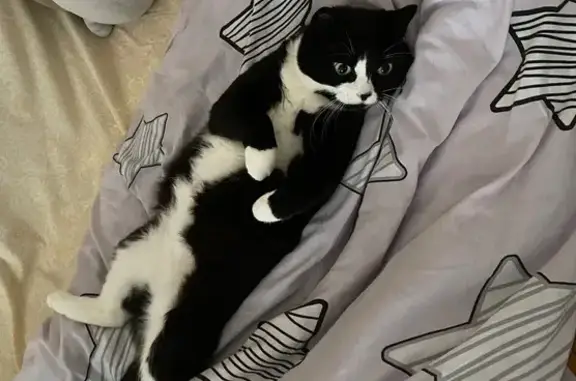 Пропала кошка, Пионерская 49/12, Королёв