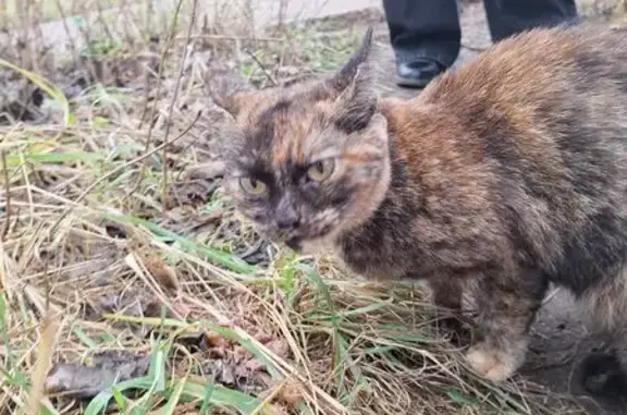 Кошка найдена: пр. Победы 49/21, Тверь